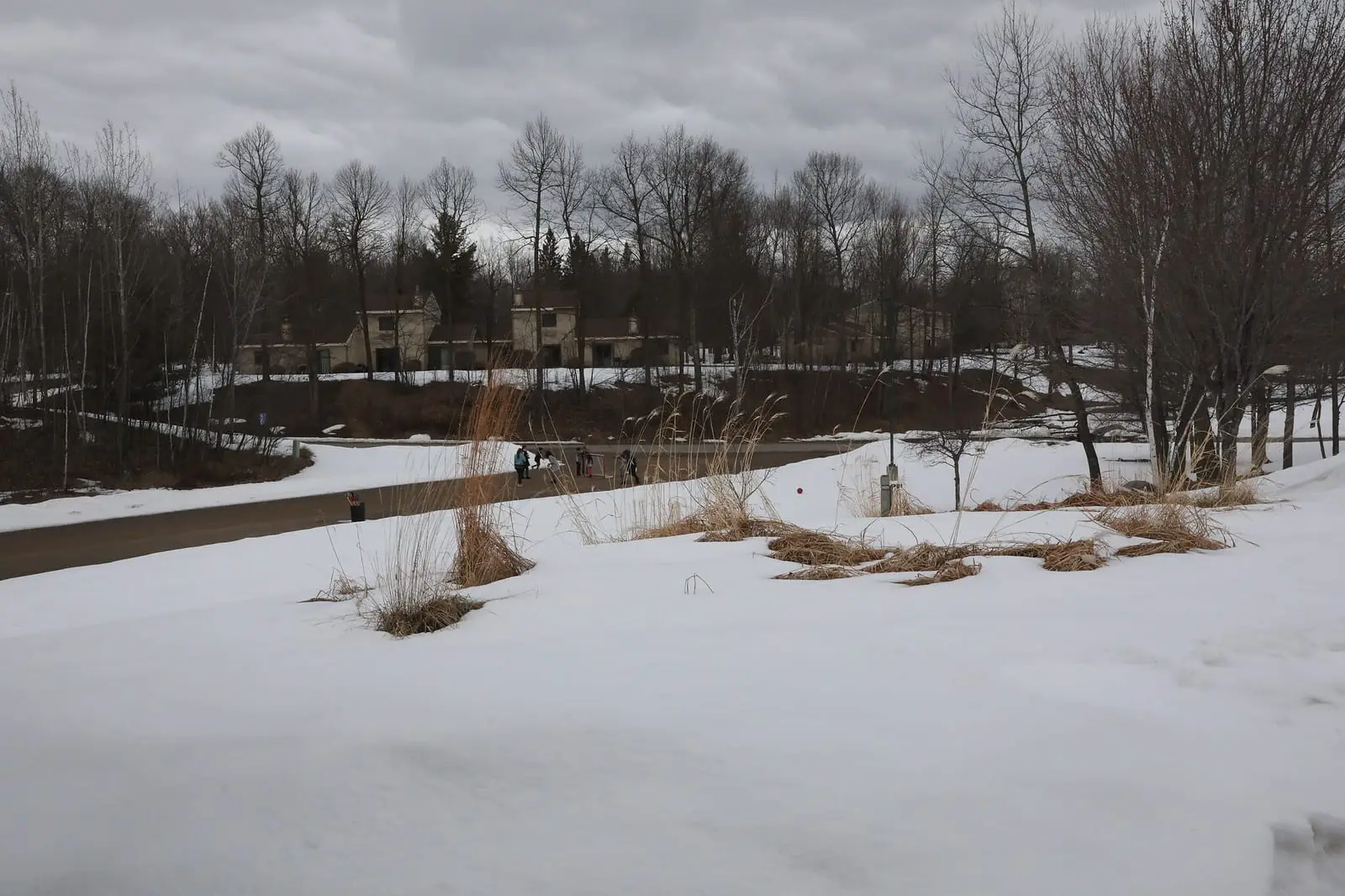 Snow-covered ground and bare trees in northern Minnesota
